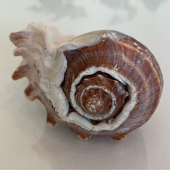 Striped Florida King Crown Conch Shell Melongena Corona Brown White Seashells 4" - Picture 7 of 12